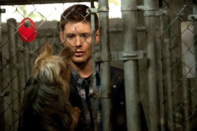 Supernatural -- "Dog Dean Afternoon" -- Image SN906a_1549 -- Pictured: Jensen Ackles as Dean -- Credit: Jack Rowand/The CW --  &copy; 2013 The CW Network, LLC. All Rights Reserved